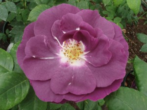 RHAPSODY IN BLUE (floribunda)